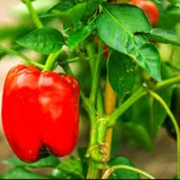 Capsicum annuum 'Red Knight' 