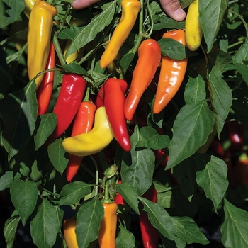 Capsicum annuum 'Hungarian Hot Wax'
