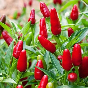 Capsicum annuum 'Thai Hot' 