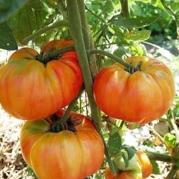 Solanum lycopersicon 'Striped German' 