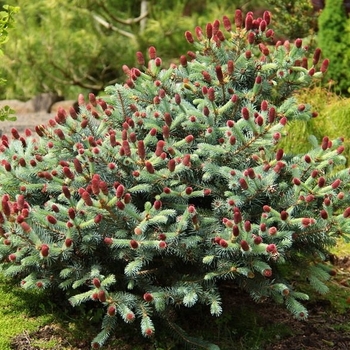 Picea pungens 'Ruby Teardrops' 