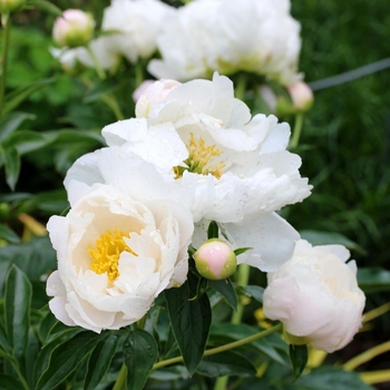 Paeonia lactiflora 'Miss America' 