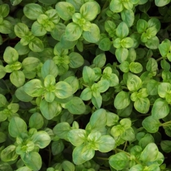 Thymus 'Multiple Varieties' 