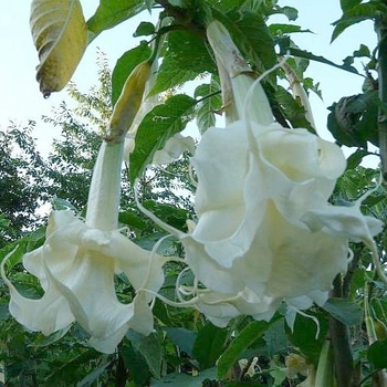 Brugmansia 