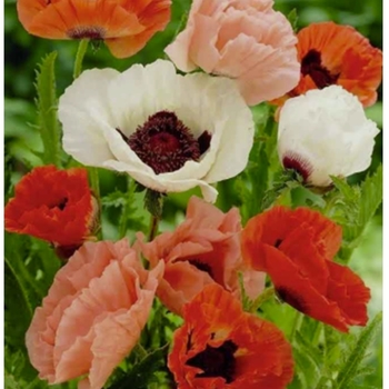 Papaver orientale