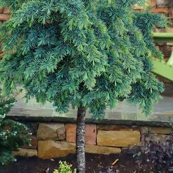 Cedrus deodara 'Prostrate Beauty'