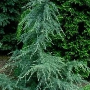 Cedrus deodara 'Karl Fuchs'