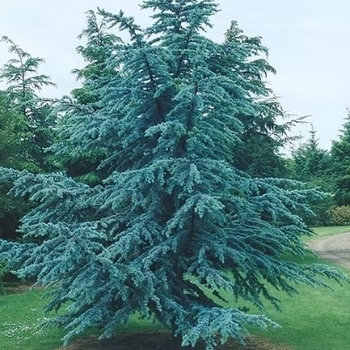 Cedrus atlantica 'Horstman' 
