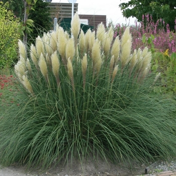 Cortaderia selloana 'Pumila'