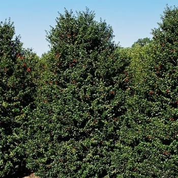 Ilex 'Magiana' PP 21,412