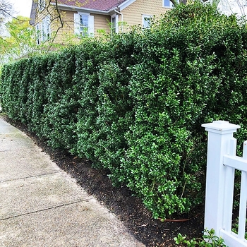 Ilex crenata 'Schwoebel's Compact' 