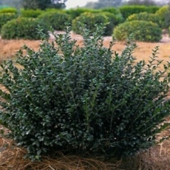 Ilex crenata 'Hetzii' 