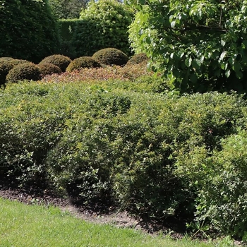 Ilex crenata 'Green Lustre'