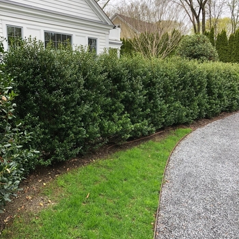 Ilex crenata 'Excelsa Schwoebel' 