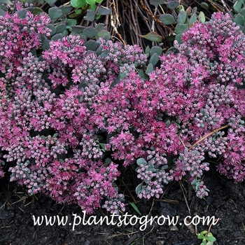 Sedum cauticola 'Blueberry Pie' 