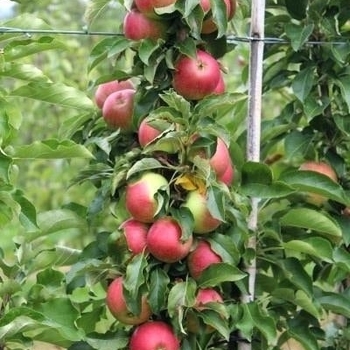 Malus domestica 'Scarlet Sentinel&trade;' 16,044,908