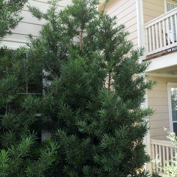 Podocarpus macrophyllus