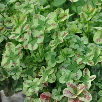 Trifolium 'Coco Mint' PP26,404