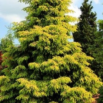 Picea orientalis 'Skylands'