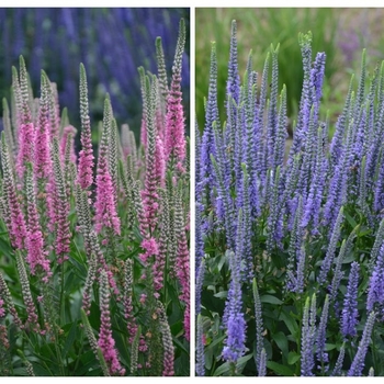 Veronica 'Multiple Varieties' 