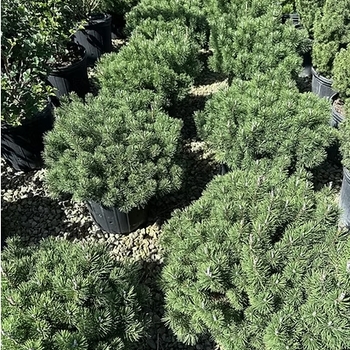 Pinus mugo 'Slowmound' 