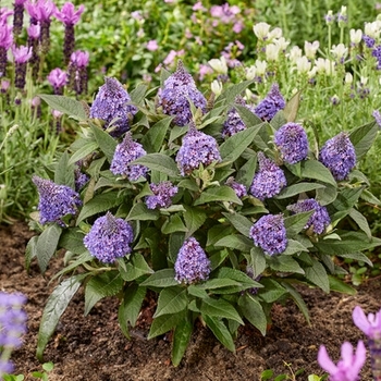 Buddleia davidii 'Botex 010' PPAF