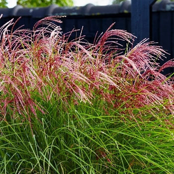 Miscanthus sinensis 'EMPMISO1' PP30802