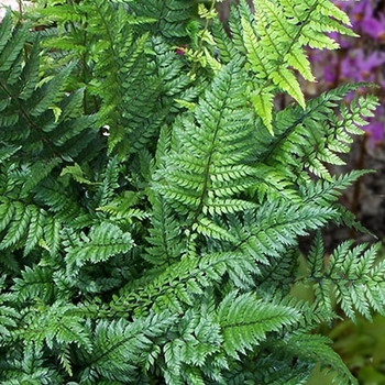 Polystichum tsus-simense