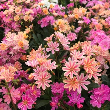 Lewisia cotyledon 'Rainbow Mix' 