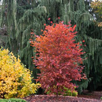 Acer x pseudosieboldianum 'IsINW' 