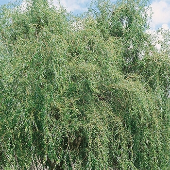 Salix pentaphyllum 'Prairie Cascade' 