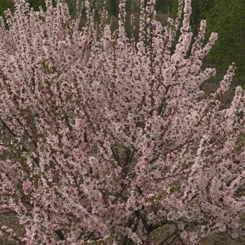 Prunus tomentosa