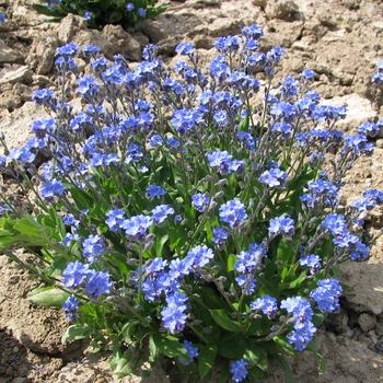 Myosotis alpestris 'Ultramarine' 