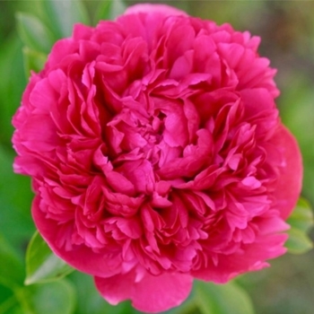 Paeonia lactiflora 'Avis Varner' 