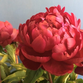 Paeonia lactiflora 'Benjamin Franklin'