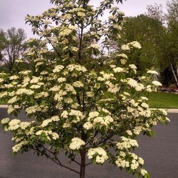 Viburnum prunifolium 'McKRouge' 