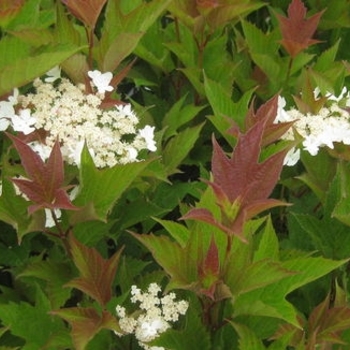 Viburnum trilobum 'Spring Red Compact' 