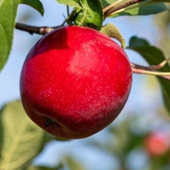 Malus domestica 'MN-33' PP35,830