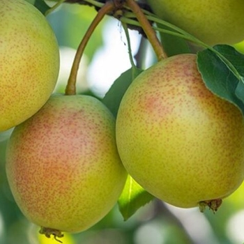 Pyrus pyrifolia 'Juicy Jewel&trade;' PP19821P2
