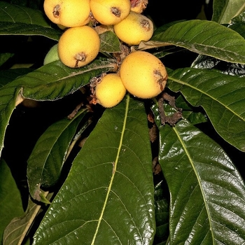 Eriobotrya japonica 'Gold Nugget'