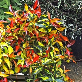 Trachelospermum asiaticum 'Summer Sunset' 