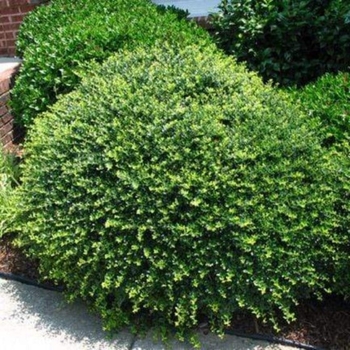 Ilex crenata 'Bennett's Compacta' 