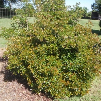 Cleyera japonica