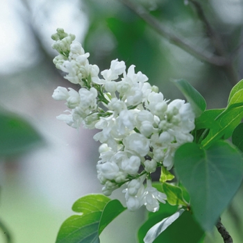Syringa vulgaris 'Alba' 