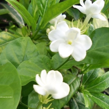Jasminum sambac 'Maid of Orleans' 