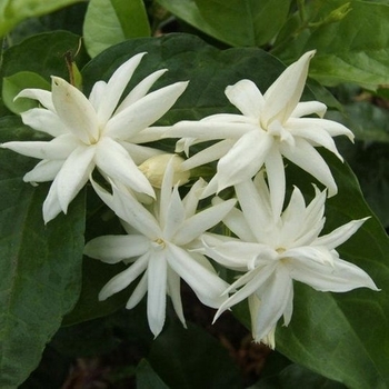 Jasminum sambac 'Belle of India' 