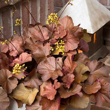 Heuchera 'TNHEUSSOD' PP29868.