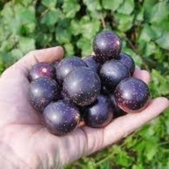Vitis rotundifolia 'Jumbo'