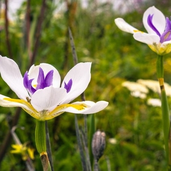 Dietes iridioides