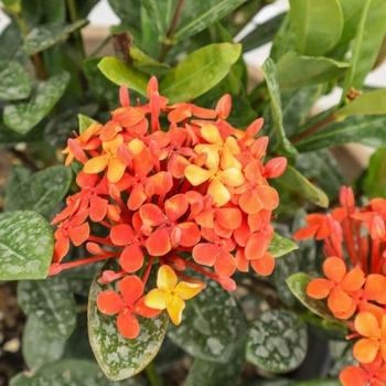 Ixora coccinea 'Maui Orange' 